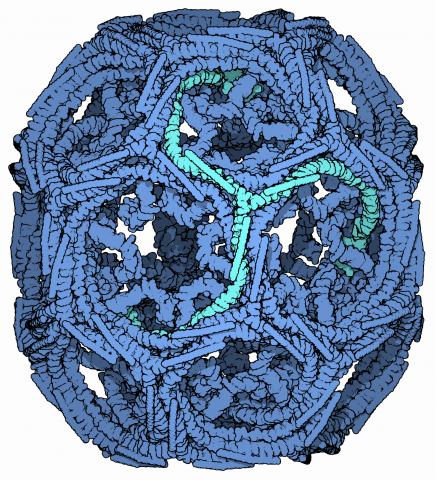 Scheme of a small clathrin cage and a "triskelion" component highlighted in cyan.