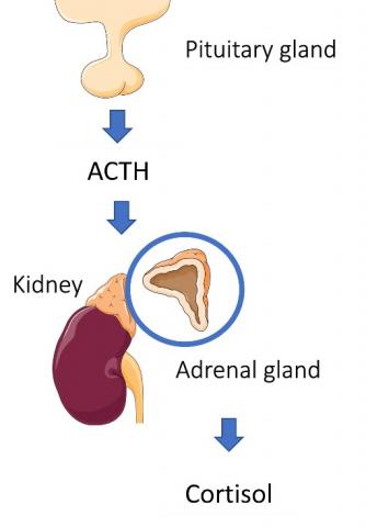 Diagram showing the production of cortisol by the adrenal glands under the stimulation of the adrenocorticotropin hormone (ACTH) released by the pituitary gland (Credit: Servier)