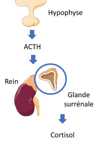 Schéma représentant la production de cortisol par les glandes surrénales sous la stimulation de l’hormone adrénocorticotropine (ACTH) libérée par l’hypophyse (Crédits : Servier)